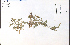  ( - 73461HIM)  @11 [ ] CreativeCommons - Attribution Non-Commercial Share-Alike (2012) University of Guelph, Canada OAC-BIO Herbarium