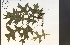  ( - 75649HIM)  @11 [ ] CreativeCommons - Attribution Non-Commercial Share-Alike (2012) University of Guelph, Canada OAC-BIO Herbarium