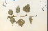  ( - 13948HIM)  @11 [ ] CreativeCommons - Attribution Non-Commercial Share-Alike (2012) University of Guelph, Canada OAC-BIO Herbarium