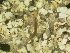  (Leuctra sp - 10HIMXD-0025)  @12 [ ] Unspecified (default): All Rights Reserved  Unspecified Unspecified
