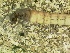  (Pycnopsyche cf. luculenta - 10HIMXD-0065)  @12 [ ] Unspecified (default): All Rights Reserved  Unspecified Unspecified