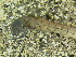  (Pycnopsyche sp - 10HIMXD-0206)  @12 [ ] Unspecified (default): All Rights Reserved  Unspecified Unspecified