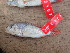  (Schubotzia - HP2353)  @11 [ ] CreativeCommons  Attribution Non-Commercial (2018) Unspecified Royal Museum for Central Africa