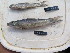  ( - HP2697)  @11 [ ] CreativeCommons  Attribution Non-Commercial (2018) Unspecified Royal Museum for Central Africa
