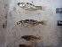  ( - HP3482)  @11 [ ] CreativeCommons  Attribution Non-Commercial (2019) Unspecified Royal Museum for Central Africa