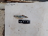  (Lacustricola vitschumbaensis - HP3611)  @11 [ ] CreativeCommons  Attribution Non-Commercial (2019) Unspecified Royal Museum for Central Africa