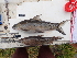  ( - HP3645)  @11 [ ] CreativeCommons  Attribution Non-Commercial (2019) Unspecified Royal Museum for Central Africa