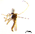  (Polypedilum kamotertium - HJ304)  @11 [ ] CreativeCommons  Attribution Non-Commercial Share-Alike (2019) Haijun Yu Tianjin Agricultural University