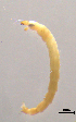  ( - HJ339)  @11 [ ] CreativeCommons  Attribution Non-Commercial Share-Alike (2019) Haijun Yu Tianjin Agricultural University