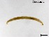  (Polypedilum iriofegeum - HJR310)  @11 [ ] CreativeCommons-Attribution Non-Commercial Share-Alike (2020) Xiaolong Lin Nankai University, College of Life Sciences