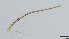  (Rheotanytarsus cf. tamatertius - HKU24)  @11 [ ] Copyright (2025) Mathew Stephen Seymour The University of Hong Kong