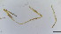  (Polypedilum sp.HK4 - HKU30)  @11 [ ] Copyright (2025) Mathew Stephen Seymour The University of Hong Kong