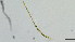  (Rheotanytarsus sp. 6XL - HKU31)  @11 [ ] Copyright (2025) Mathew Stephen Seymour The University of Hong Kong