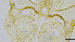  ( - HKU44)  @11 [ ] Copyright (2025) Mathew Stephen Seymour The University of Hong Kong