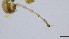  (Corynoneura isigaheius - HKU48)  @11 [ ] Copyright (2025) Mathew Stephen Seymour The University of Hong Kong