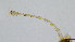 (Corynoneura sp. Jin - HKU49)  @11 [ ] Copyright (2025) Mathew Stephen Seymour The University of Hong Kong