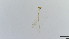  (Polypedilum pedatum - HKU56)  @11 [ ] Copyright (2025) Mathew Stephen Seymour The University of Hong Kong