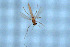  (Rheotanytarsus sp. 1XL - HKU65)  @11 [ ] Copyright (2025) Mathew Stephen Seymour The University of Hong Kong