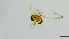 (Stempellinella sp - HKU71)  @11 [ ] Copyright (2025) Mathew Stephen Seymour The University of Hong Kong