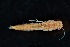  (Labiobaetis mustus - 2022EPH_004_ECS017_a)  @11 [ ] Copyright (2025) Mathew Seymour The University of Hong Kong