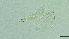  (Baetis rutilocylindratus - 2023EPF055ECS024_a)  @11 [ ] c  Mathew Seymour The University of Hong Kong