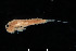  (Labiobaetis diffundus - 2023EPH_005_ECS007_a)  @11 [ ] Copyright (2025) Mathew Seymour The University of Hong Kong