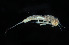  (Habrophlebiodes gilliesi - 2023_L_ECS015_a)  @11 [ ] Copyright (2025) Mathew Seymour The University of Hong Kong