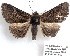 (Zale chisosensis - 2616-COI-08)  @14 [ ] Unspecified (default): All Rights Reserved  Unspecified Unspecified