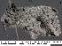  (Litodonta hydromeli - 3594-COI-08)  @13 [ ] Unspecified (default): All Rights Reserved  Unspecified Unspecified
