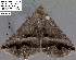  (Lesmone aenaria - 3638-COI-08)  @13 [ ] Unspecified (default): All Rights Reserved  Unspecified Unspecified