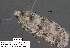  (Copibryophila sp - 3668-COI-08)  @13 [ ] Unspecified (default): All Rights Reserved  Unspecified Unspecified