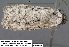  (Sympistis sectiloides - 3712-COI-08)  @13 [ ] Unspecified (default): All Rights Reserved  Unspecified Unspecified