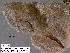  (Zale nr. obliqua sp. 1 - 1936-COI-07)  @11 [ ] Unspecified (default): All Rights Reserved  Unspecified Unspecified