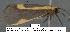  (Cisthene new sp. 1 - 3012-COI-08)  @11 [ ] Unspecified (default): All Rights Reserved  Unspecified Unspecified