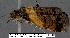  (Tripudia flavofasciata sp. 1 - 3109-COI-07)  @11 [ ] Unspecified (default): All Rights Reserved  Unspecified Unspecified