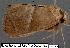  (Apoda new sp. 1 - 3150-COI-07)  @11 [ ] Unspecified (default): All Rights Reserved  Unspecified Unspecified