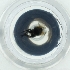  ( - HLNR_012_B1)  @11 [ ] by  Genome Research Ltd as Wellcome Sanger Institute Genome Research Limited operating as Wellcome Sanger Institute
