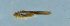  ( - HLXX-011)  @11 [ ] CreativeCommons - Attribution (2010) Zhi-Jun Zhou Centre for Biodiversity Genomics
