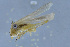  ( - HLXX-138)  @11 [ ] CreativeCommons - Attribution (2010) Zhi-Jun Zhou Centre for Biodiversity Genomics