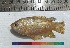  ( - PUL-HMA-Fish-701)  @11 [ ] CreativeCommons-Attribution Non-Commercial Share-Alike (2019) H. M. Tahir Government College University of Lahore