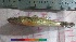 ( - PUL-HMA-Fish-741)  @11 [ ] CreativeCommons-Attribution Non-Commercial Share-Alike (2019) H. M. Tahir Government College University of Lahore