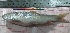  ( - PUL-HMA-Fish-784)  @11 [ ] CreativeCommons-Attribution Non-Commercial Share-Alike (2019) H. M. Tahir Government College University of Lahore