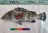  ( - PUL-HMA-Fish-788)  @11 [ ] CreativeCommons-Attribution Non-Commercial Share-Alike (2019) H. M. Tahir Government College University of Lahore