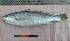  ( - PUL-HMA-Fish-791)  @11 [ ] CreativeCommons-Attribution Non-Commercial Share-Alike (2019) H. M. Tahir Government College University of Lahore