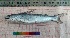  ( - PUL-HMA-Fish-793)  @11 [ ] CreativeCommons-Attribution Non-Commercial Share-Alike (2019) H. M. Tahir Government College University of Lahore