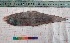  ( - PUL-HMA-Fish-794)  @11 [ ] CreativeCommons-Attribution Non-Commercial Share-Alike (2019) H. M. Tahir Government College University of Lahore
