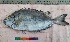  ( - PUL-HMA-Fish-795)  @11 [ ] CreativeCommons-Attribution Non-Commercial Share-Alike (2019) H. M. Tahir Government College University of Lahore