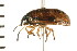  ( - 08BBHEM-164)  @12 [ ] CreativeCommons - Attribution (2010) Unspecified Centre for Biodiversity Genomics