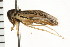  (Sigara conocephala - 08BBHEM-173)  @13 [ ] CreativeCommons - Attribution (2010) Unspecified Centre for Biodiversity Genomics