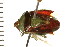  ( - 08BBHEM-185)  @13 [ ] CreativeCommons - Attribution (2010) Unspecified Centre for Biodiversity Genomics